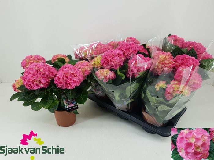 <h4>HYDR M HI MEADOW</h4>