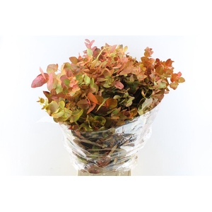 Euca Cinerea Deluxe 300 Gram