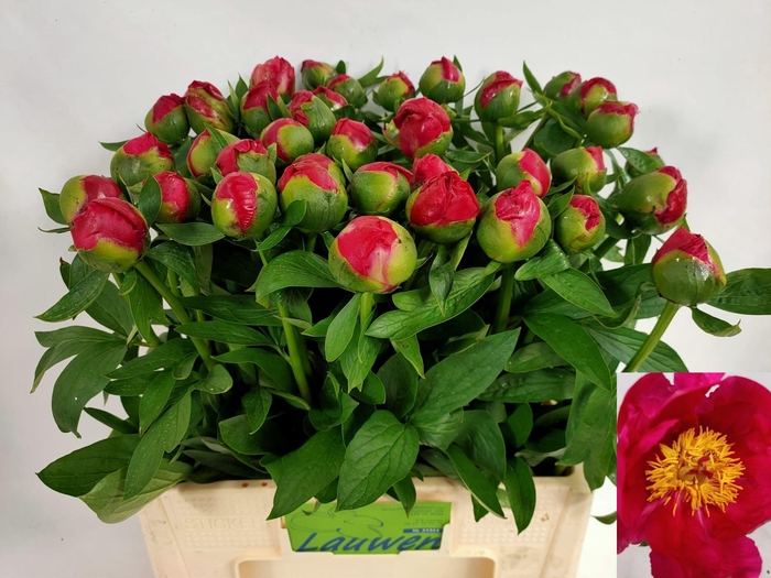 <h4>PAEO HH FLAME</h4>