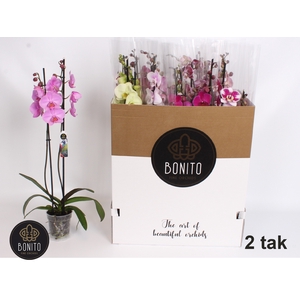 PHAL GEM 8 KL