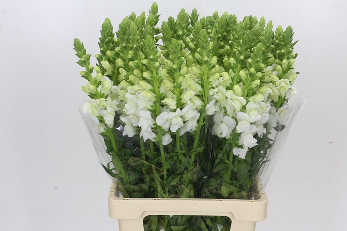 <h4>Antirrhinum Potomac White</h4>