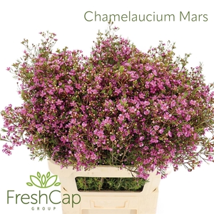 Chamelaucium Mars