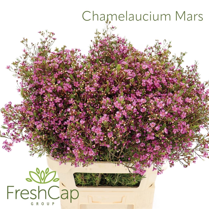 <h4>Chamelaucium Mars</h4>
