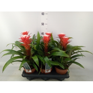 Guzmania  'Hope'