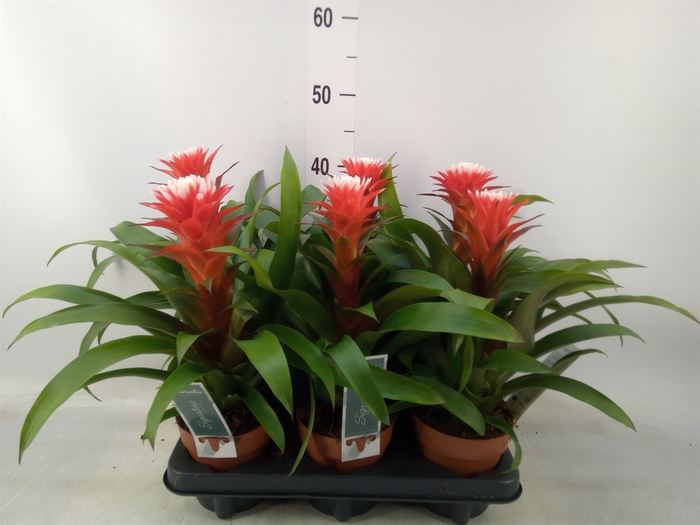 <h4>Guzmania  'Hope'</h4>
