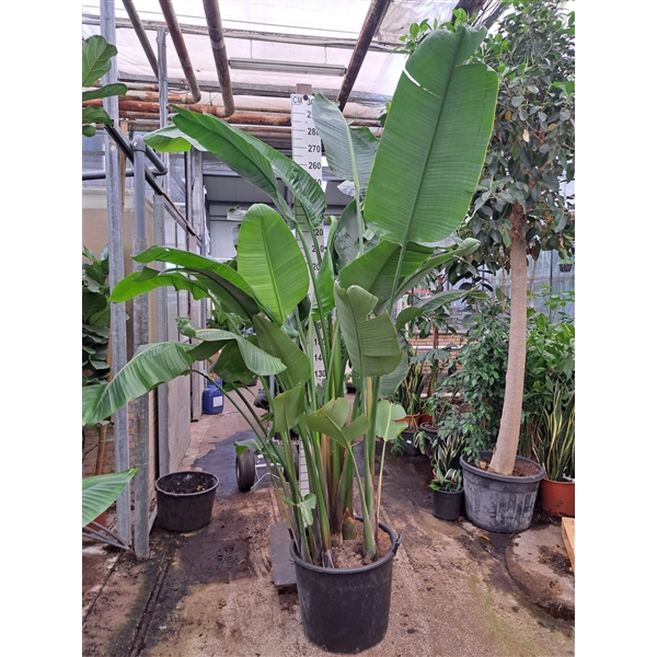 <h4>Strelitzia Nicolai 300</h4>