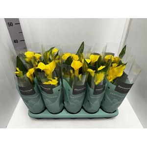 Zantedeschia Sunclub 12Ø 35cm 5fl