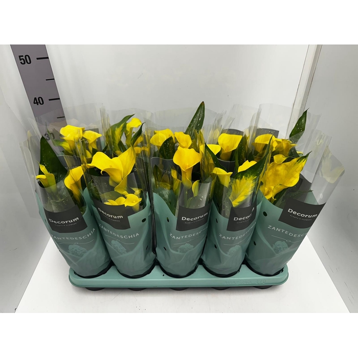 <h4>Zantedeschia Sunclub 12Ø 35cm 5fl</h4>
