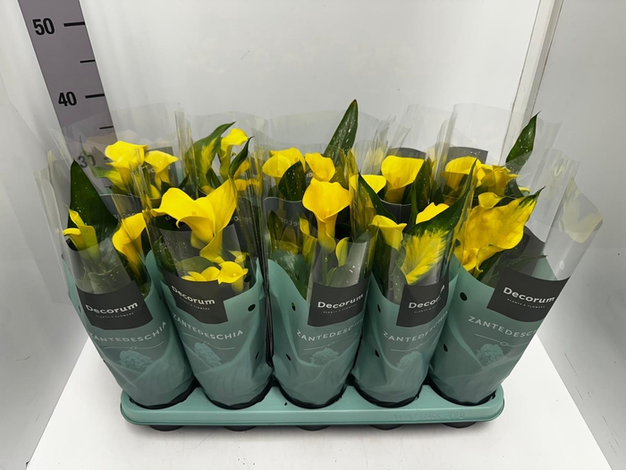 Zantedeschia Sunclub 12Ø 35cm 5fl