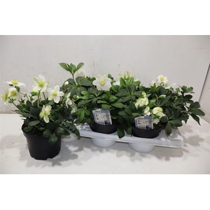 arr8 Hell Ni Advent Star