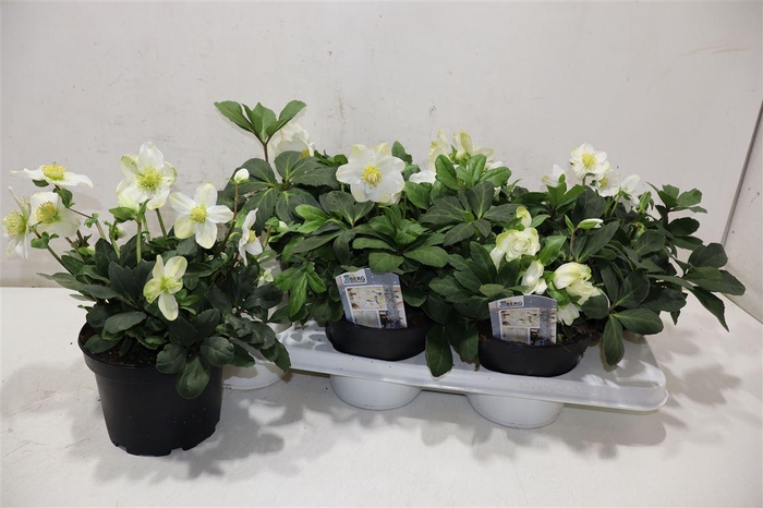 <h4>arr8 Hell Ni Advent Star</h4>