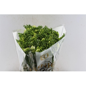 Fr En Ambiance White