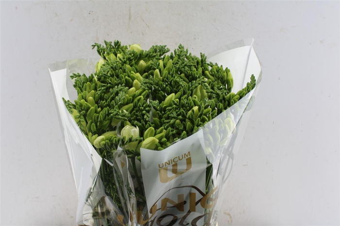 <h4>Fr En Ambiance White</h4>