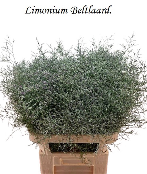 <h4>LIM BELTLAARD</h4>