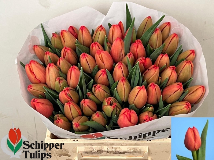 <h4>TU EN DAZZLER</h4>