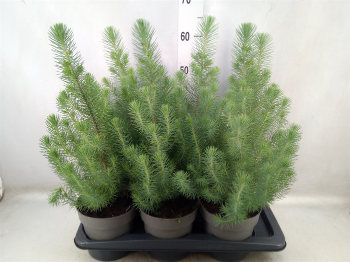 Pinus pinea 'Silver Crest'