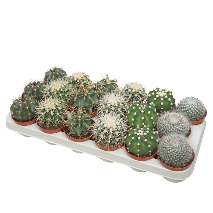 <h4>Cactus   ...mix</h4>