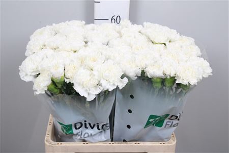 <h4>Di St Antarctica</h4>