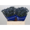 Eryngium Blue Dynamite