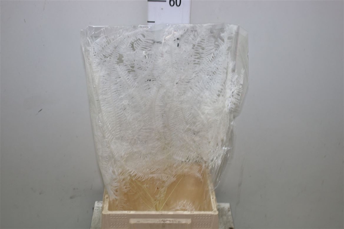 <h4>Dried Bleached Coral Leaf</h4>
