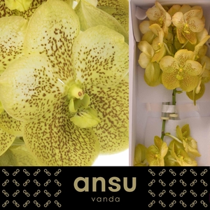 Vanda Sunanda Citronella X16