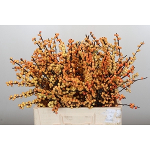 Ilex Cresgold