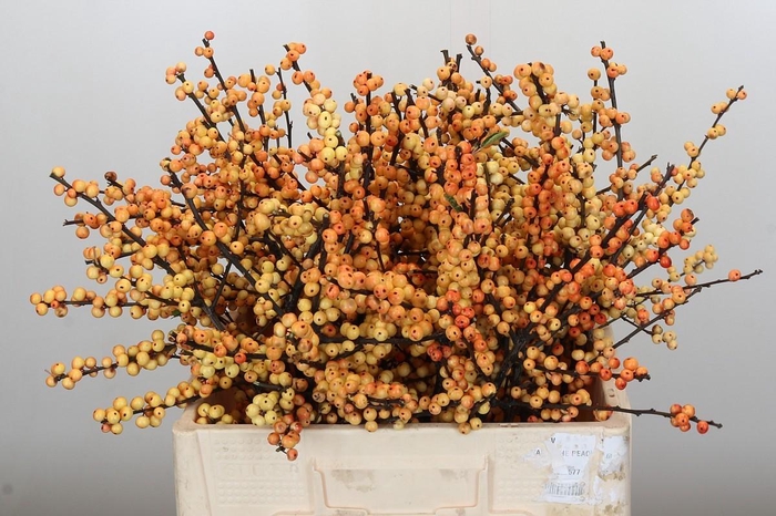 <h4>Ilex Cresgold</h4>