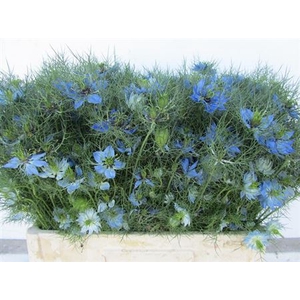 Nigella Damascena