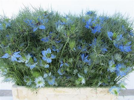 <h4>Nigella Damascena</h4>