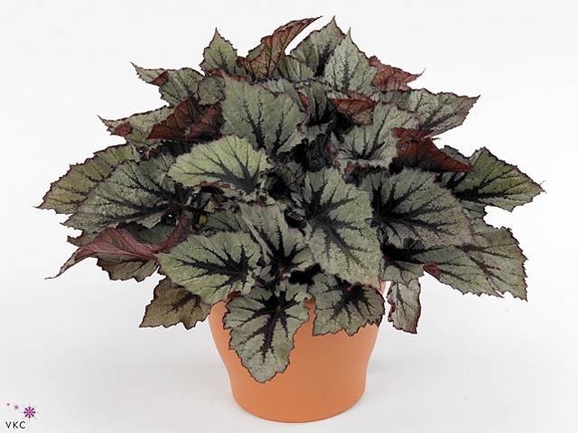 BEG BEL NORD GLACIER