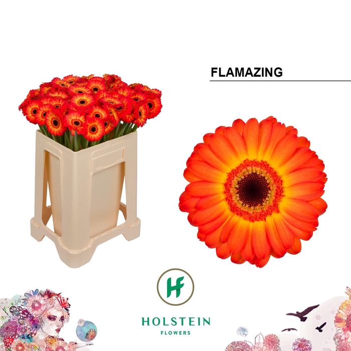 <h4>Ge Mi Flamazing</h4>