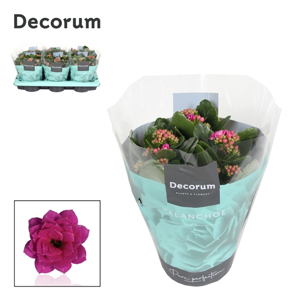 Kalanchoe Decorum - Purple