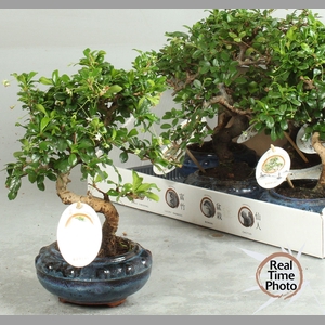BONSAI GEM