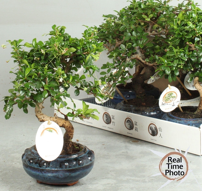 <h4>BONSAI GEM</h4>