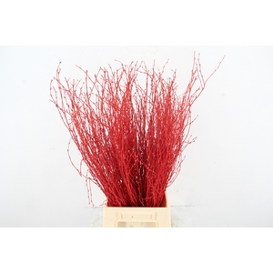 Betula Bs Paint Red