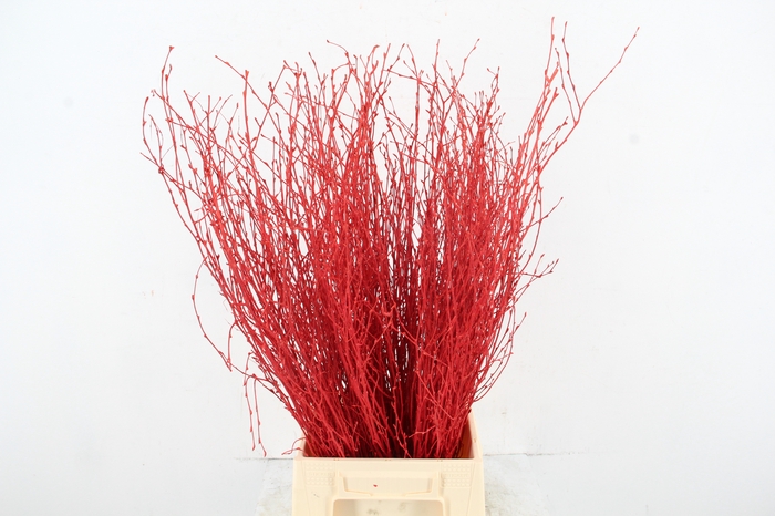 <h4>Betula Bs Paint Red</h4>