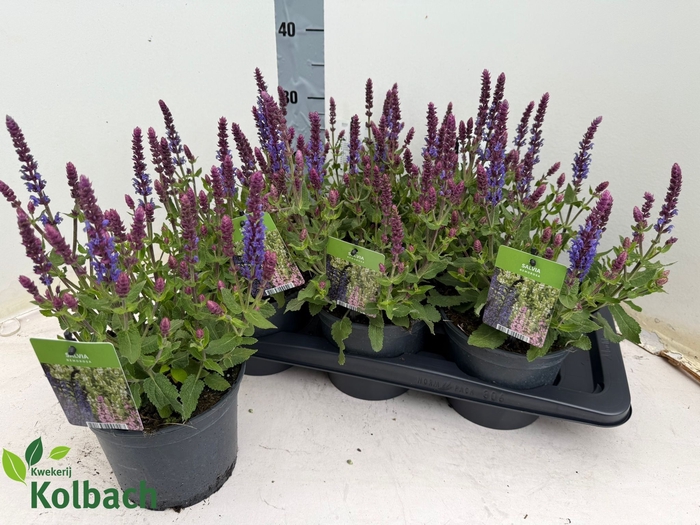 <h4>SALVIA NE SE DP BLUE</h4>