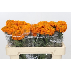 Tagetes Marigold Promise Orange