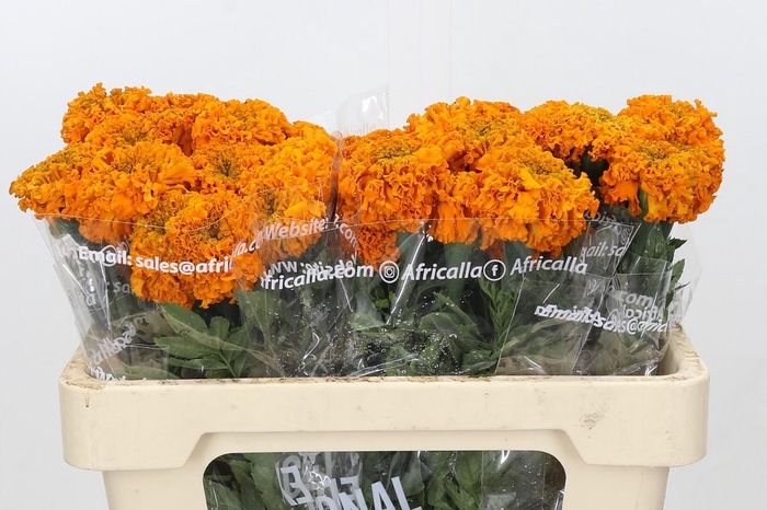 <h4>Tagetes Marigold Promise Orange</h4>
