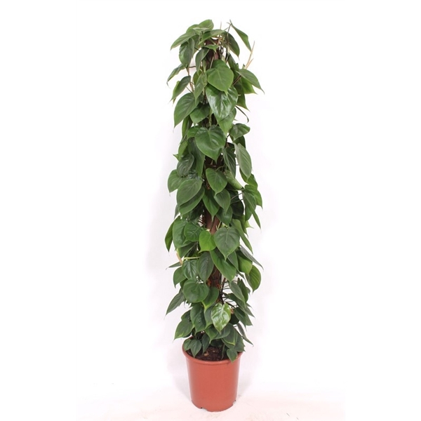 <h4>Philodendron scandens "kratistestok"</h4>