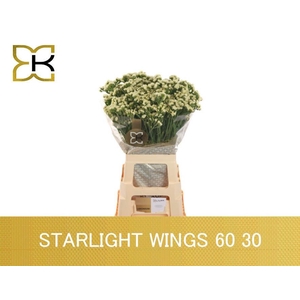 LIM S STARLIGHT WING