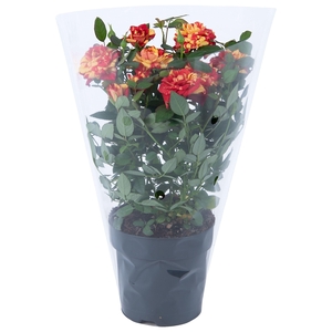 Nolina Roses Ø 10,5 cm. Liss Blanco sleeve