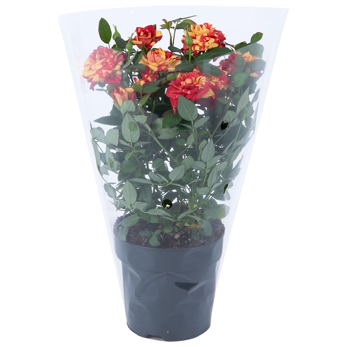 <h4>Nolina Roses Ø 10,5 cm. Liss Blanco sleeve</h4>