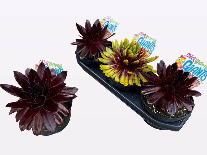 <h4>SEMP CCG GOLD MINE</h4>