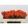 Kaaps Groen Lanug. Orange