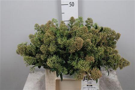 <h4>Skim J Snow White Bs</h4>