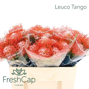 Leuco Tango