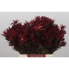 Leucadendron Blush Spray