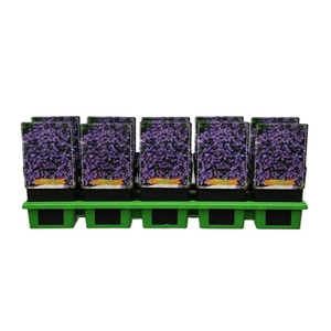 Campanula cochl.