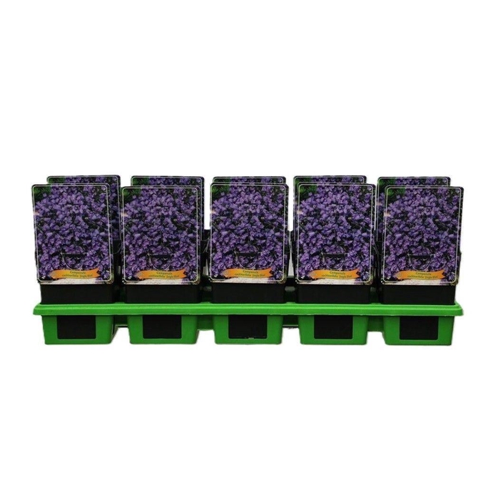 <h4>Campanula cochl.</h4>